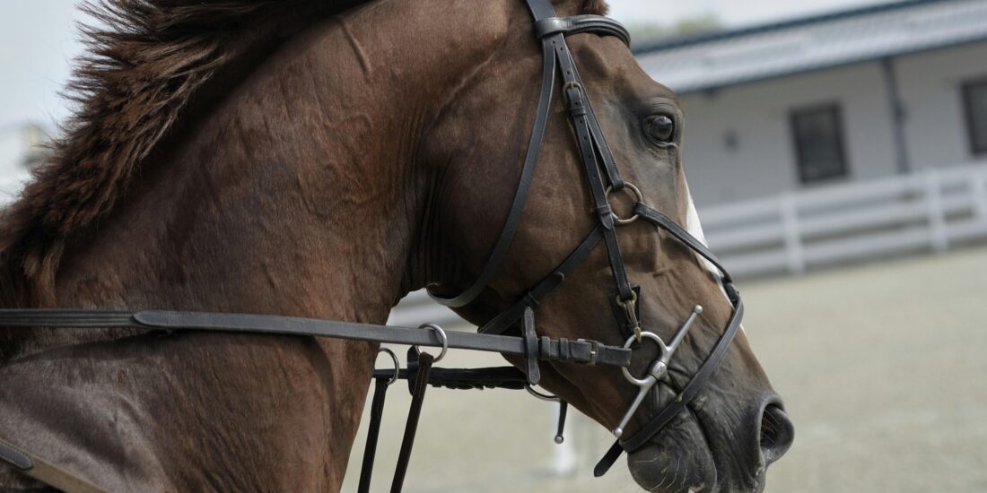 horse racing podcast race horse
